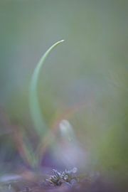 Gras von Robert Wiggers