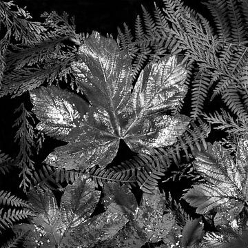 Ansel Adams leaves by Herman Peters