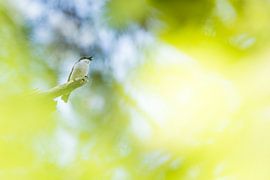 The pied flycatcher by Danny Slijfer Natuurfotografie