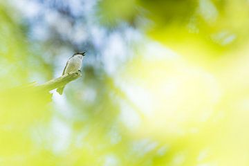 Der Trauerschnäpper von Danny Slijfer Natuurfotografie