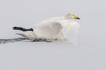 Brechendes Eis von Harry Eggens