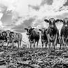 Posing cows, black and white by Anjo ten Kate