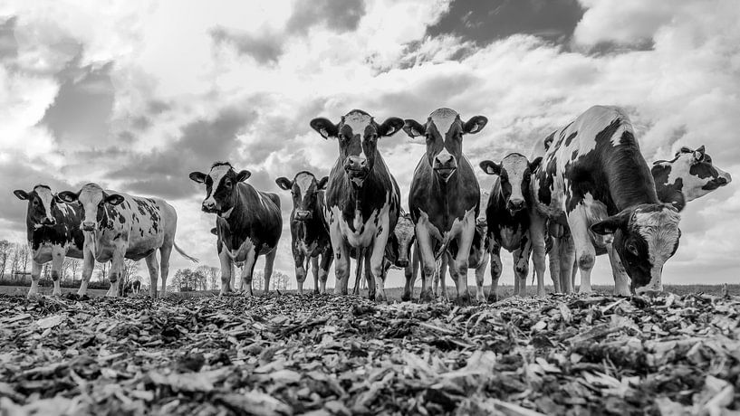 Posing cows, black and white by Anjo ten Kate