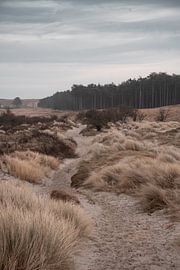 Dune area Schouwen Duiveland by Mirja van Dijk
