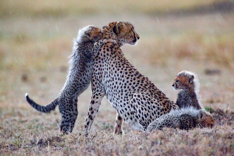 Heavy Rain by Peter Michel