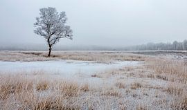 Hoarfrost trees in wintry landscape