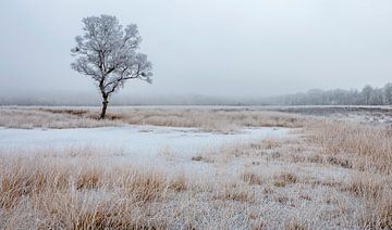 Berijpte bomen in winters landschap van Peter Bolman