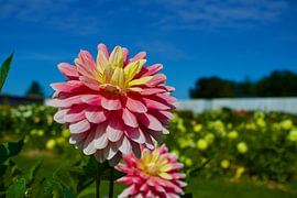 Wunderschöne Blumen in der Sonne von Gregor Abbas