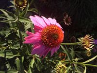 Pink Sunflower