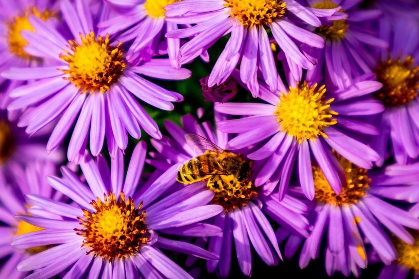 Wunderschöne Blütenpracht im heimischen Garten von Oliver Hlavaty