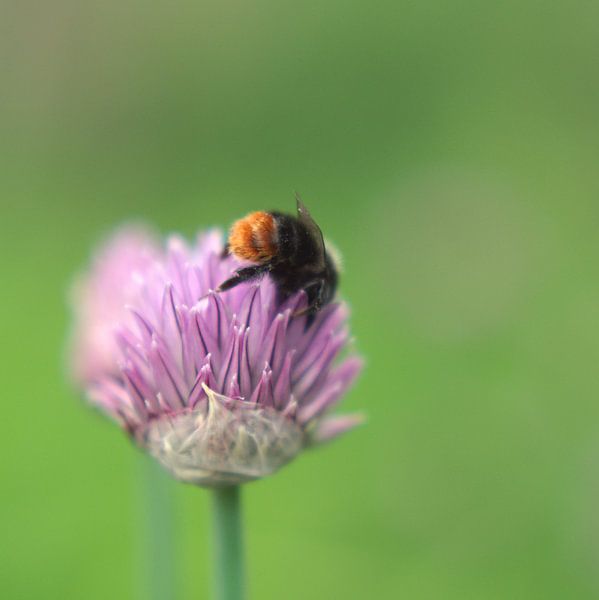 lunchtime by bob van den berg