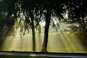 Zonnestralen door de bomen von Dirk van Egmond