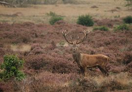 Roe deer on the heath by Noah Buitenhuis