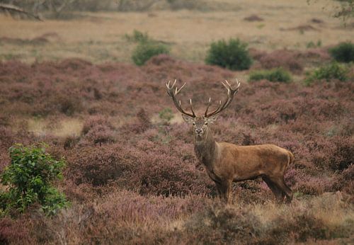 Bronsthert op de heide