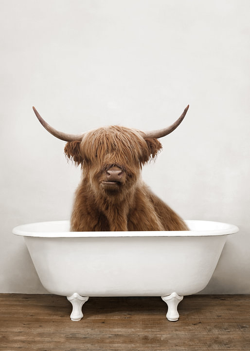 Scottisch Highland Cow In Bathtub by <span class="secondary-font">Diana van Tankeren</span>