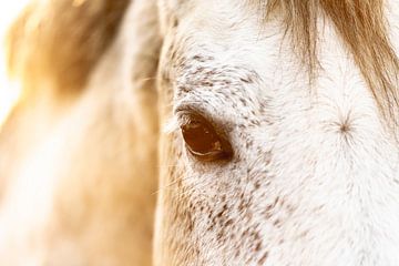 Paard Zonovergoten Zachtheid Blik van een Wit Paard van Femke Ketelaar