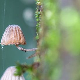 Mushroom by Peter van Dongen