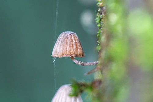 Mushroom