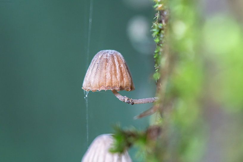 Pilz von Peter van Dongen