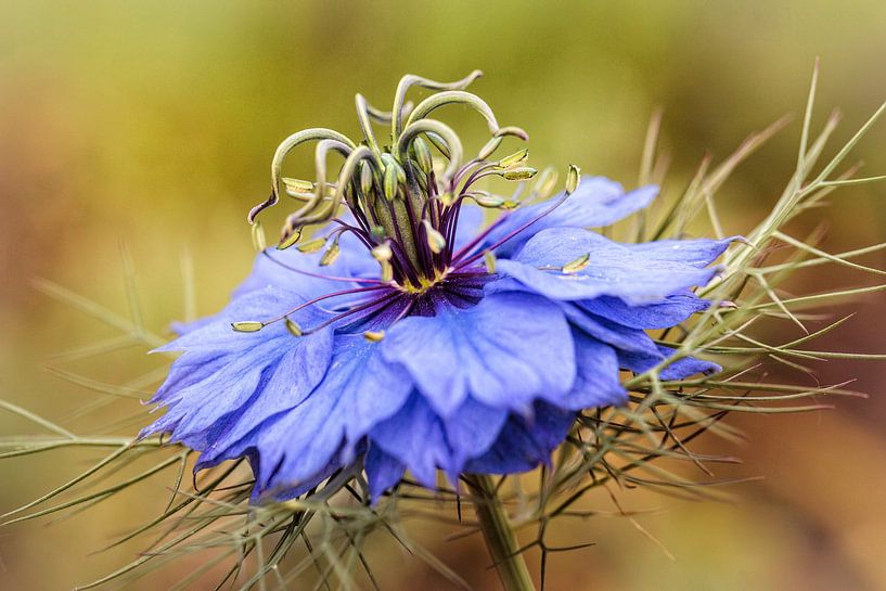 Love in the Mist by Rob Boon