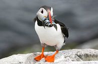 Puffin with fish in its beak by Michelle Peeters thumbnail