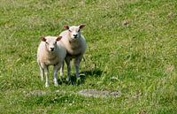 twee schapen  par ChrisWillemsen Aperçu