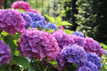 Roze en blauwe hortensia bloemen van Imladris Images