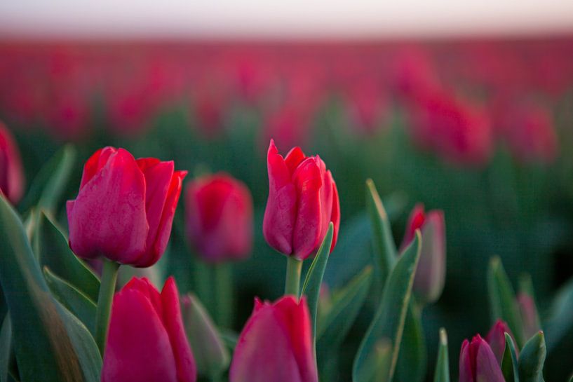 Tulip Field by t.ART