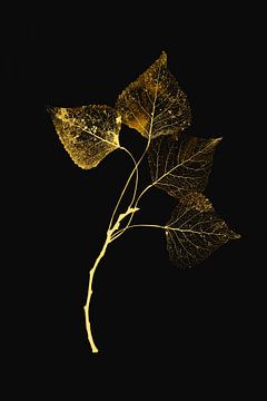 Golden leaves. Botanische prenten. van Alie Ekkelenkamp