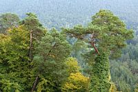 FORET DU PALATINAT arbres - green beauty