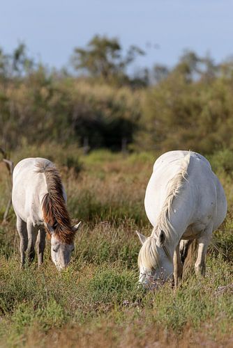 Camargue horses by Dirk Rüter
