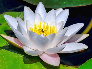 Waterlelie/ Indische Lotus van Eduard Lamping