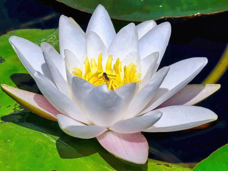 Waterlily/ Indian Lotus by Eduard Lamping