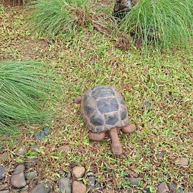 Subakhagopodo Profile picture