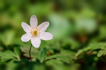 Witte Anemoonbloemen Bloeien van Mario Plechaty Photography