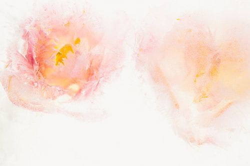 Tulipes à plumes dans la glace 2