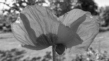 Klaproos bloem, tegenlicht, zomerbloesem, wilde bloem, bloesem macro, tuinfotografie, natuurpoëzie, Papaver rhoeas, lichtspel, bloemenportret, muurlandschap, detailopname van Fototante