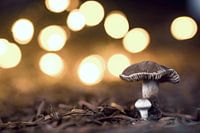 Paddenstoeltjes met lichtjes op de achtergrond