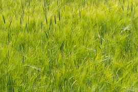 Green Green Grass van Karin van Hengel