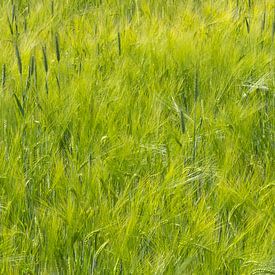 Green Green Grass sur Karin van Hengel