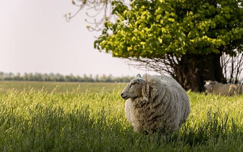 Schapen