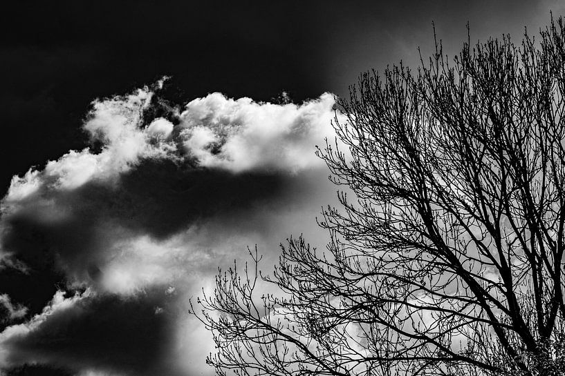 The things the sky whispers to the trees by Cecile Quenum