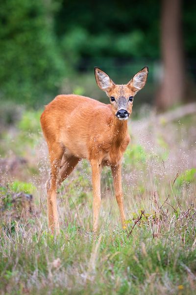 Rehziege von Andy van der Steen - Fotografie