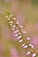 Heideblumen