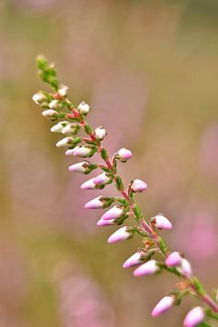 Heidebloemen van Shutterbalance