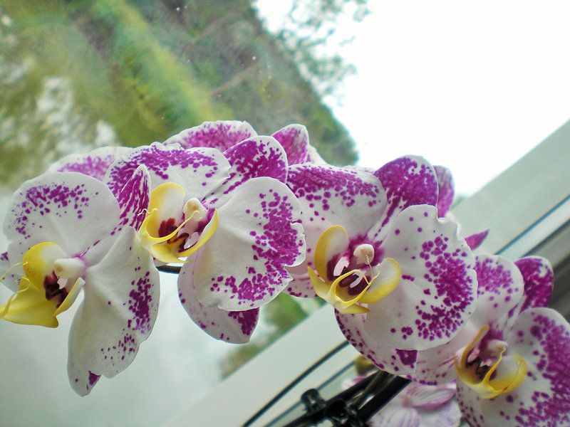 Paars-witte orchidee par Pictures Of Nature