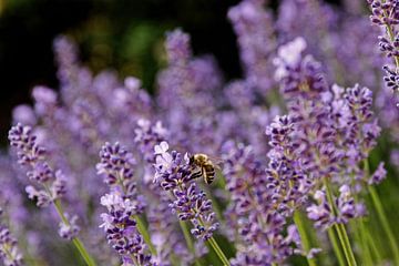 Lavendelblüten und eine Biene von Alexander Ließ