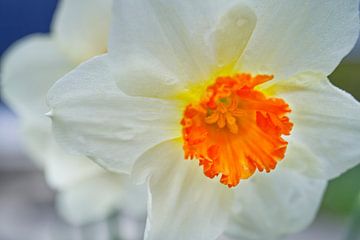 Miniature Narcissus  Blossoms by Iris Holzer Richardson