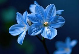 Nahaufnahme von drei hellblauen Blumen vor einem dunklen Hintergrund von Markus Gann