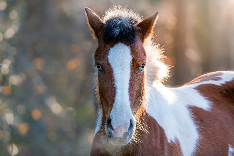 Portrait de cheval par Lisa Dumon